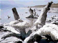 Salt and Mineral encrusted wood around the Dead Sea (8k)