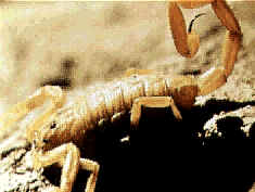 A scorpion (7k)